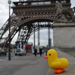 Money Coin Bank | Yellow Duck