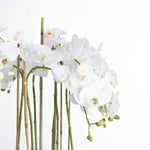 Faux Orchid in Glass Pot | White | 88cm