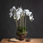 Faux Orchid in Glass Pot | White | 88cm