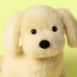 Golden Puppy
