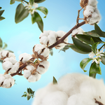 Essential Round Lamp Set | Institutional Range | Cotton Caress | 250ml