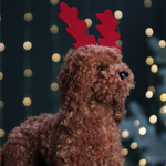 Cockapoo Reindeer Decoration