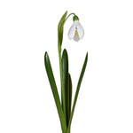 Faux Snowdrop Bulb in Ceramic Pot