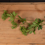 Faux Cow Parsley Ammi | Green | 100cm