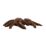 Spindleshanks Spider | Small