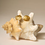 Cochellia Waterproof Shell Earrings | Gold Coated