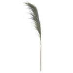 Fiori Pampas Grass | Blue Stem