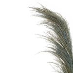 Fiori Pampas Grass | Blue Stem