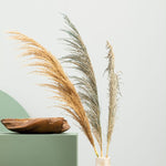 Fiori Pampas Grass | Natural Stem